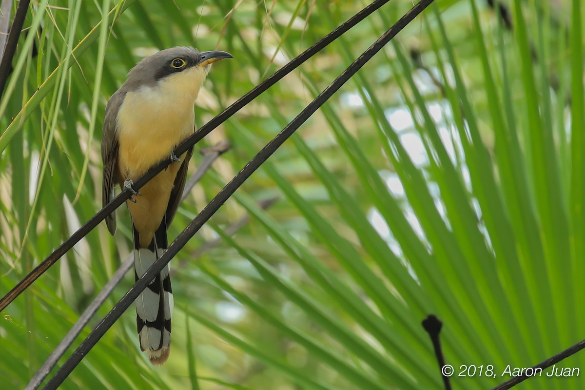 Mangrove Cuckoo - ML129633521