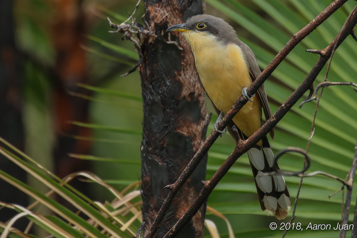 Mangrove Cuckoo - ML129633531