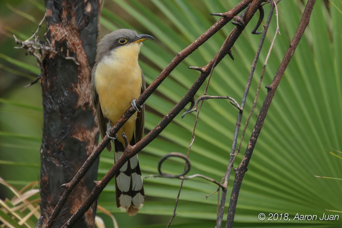 Mangrove Cuckoo - ML129633561