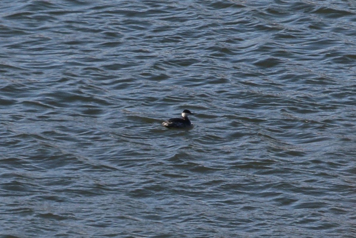 Horned Grebe - ML129634451