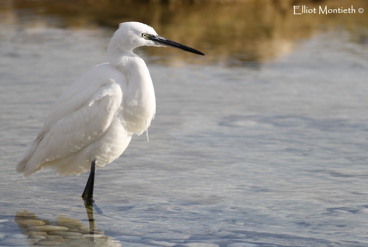 Little Egret - ML129635521