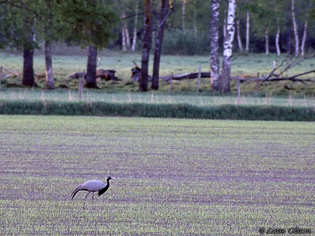 Demoiselle Crane - ML129636931