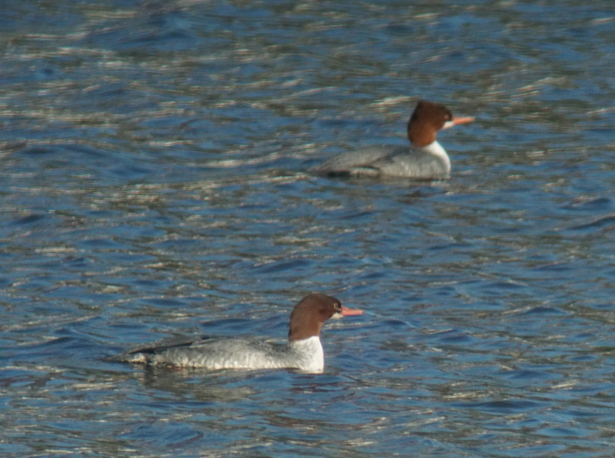 Common Merganser - ML129639281