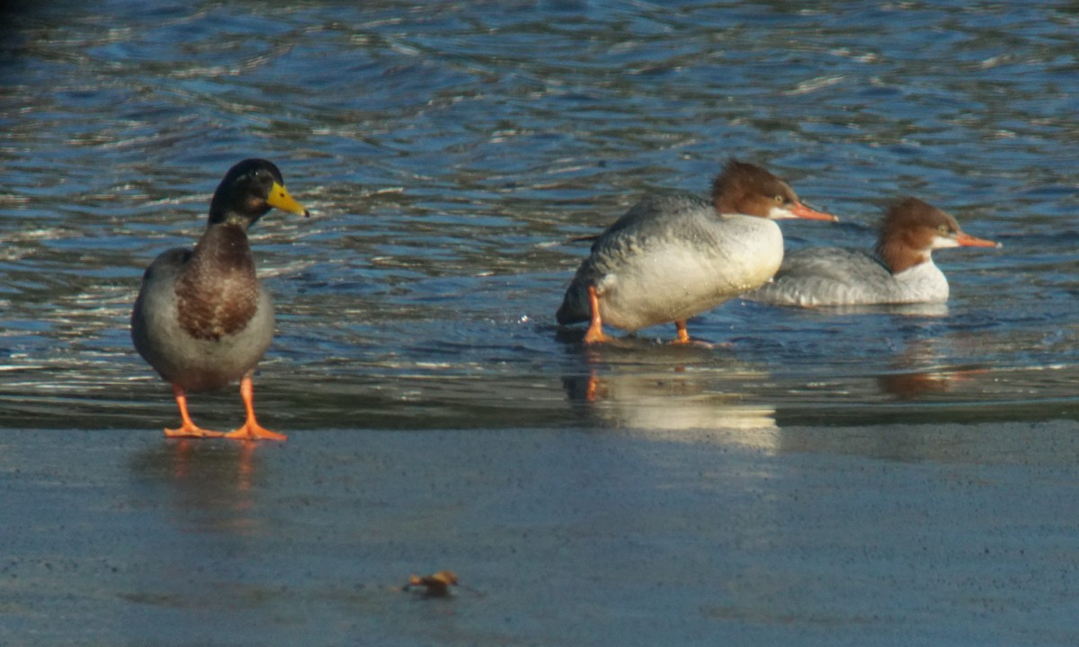 Common Merganser - ML129639301