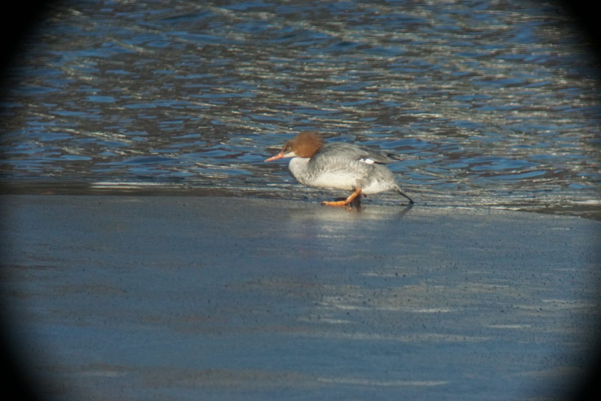 Common Merganser - ML129639321