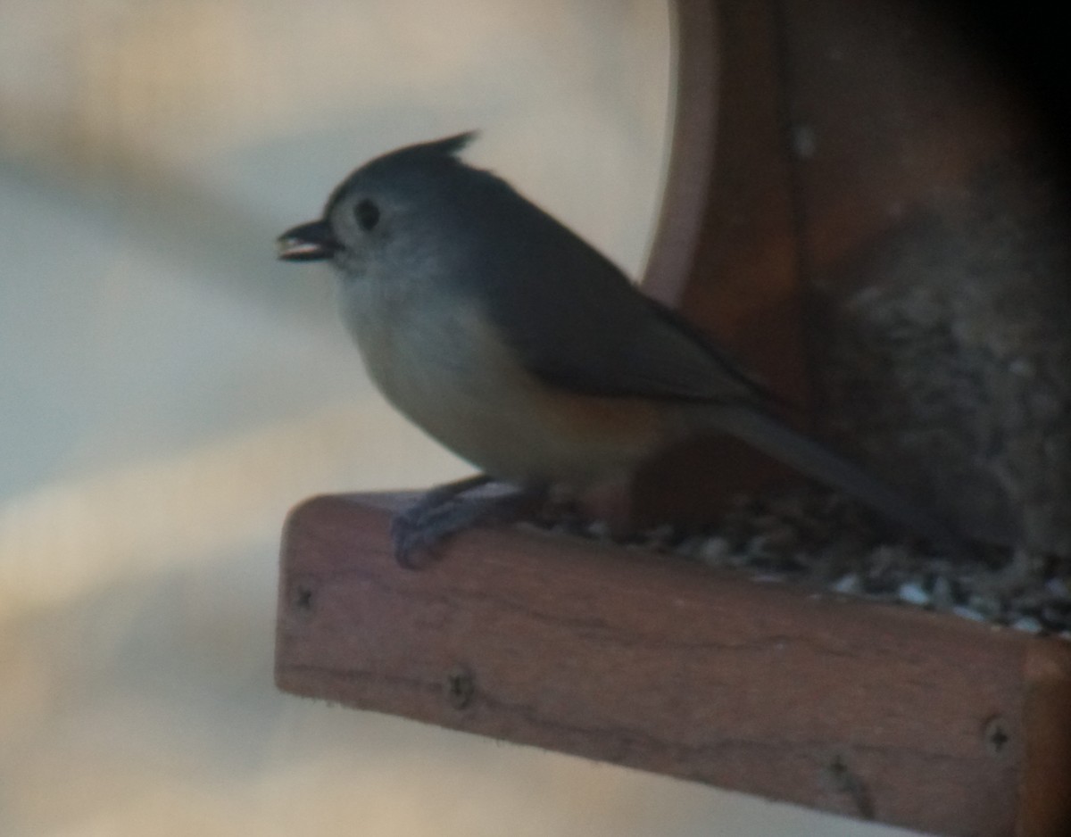 Tufted Titmouse - ML129639391