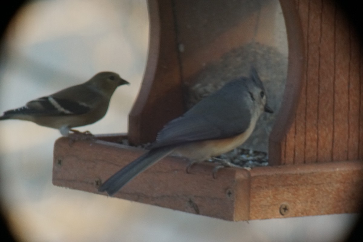 Tufted Titmouse - ML129639421