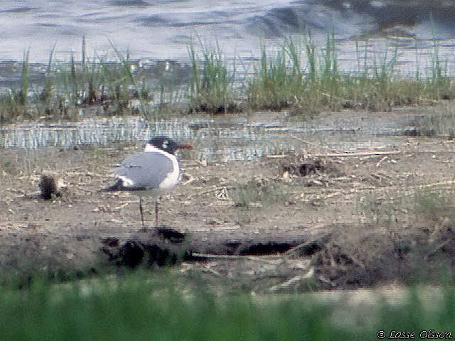 Laughing Gull - ML129639441