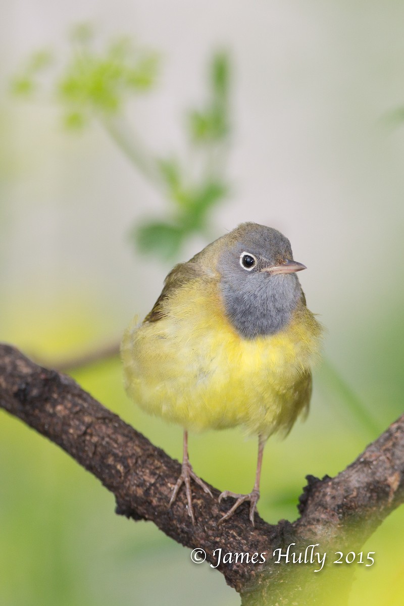 Connecticut Warbler - ML129640101