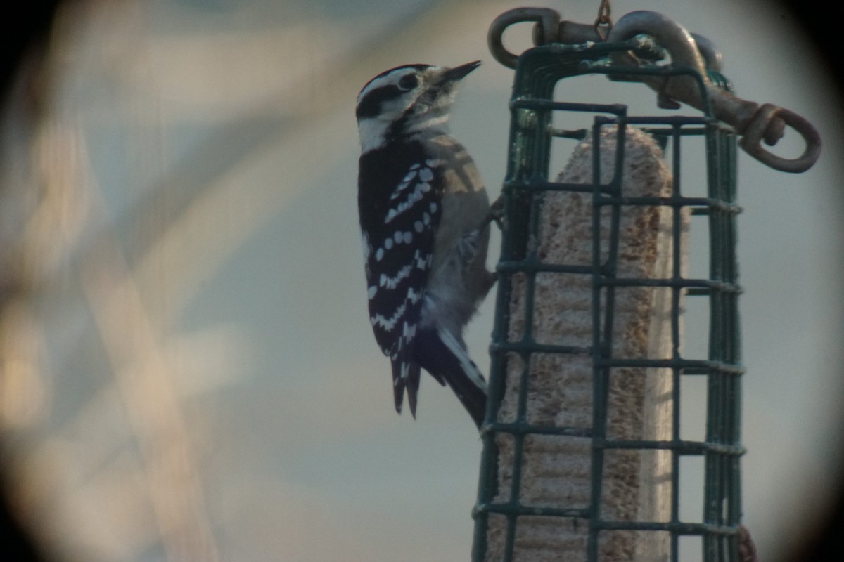Downy Woodpecker - ML129640151