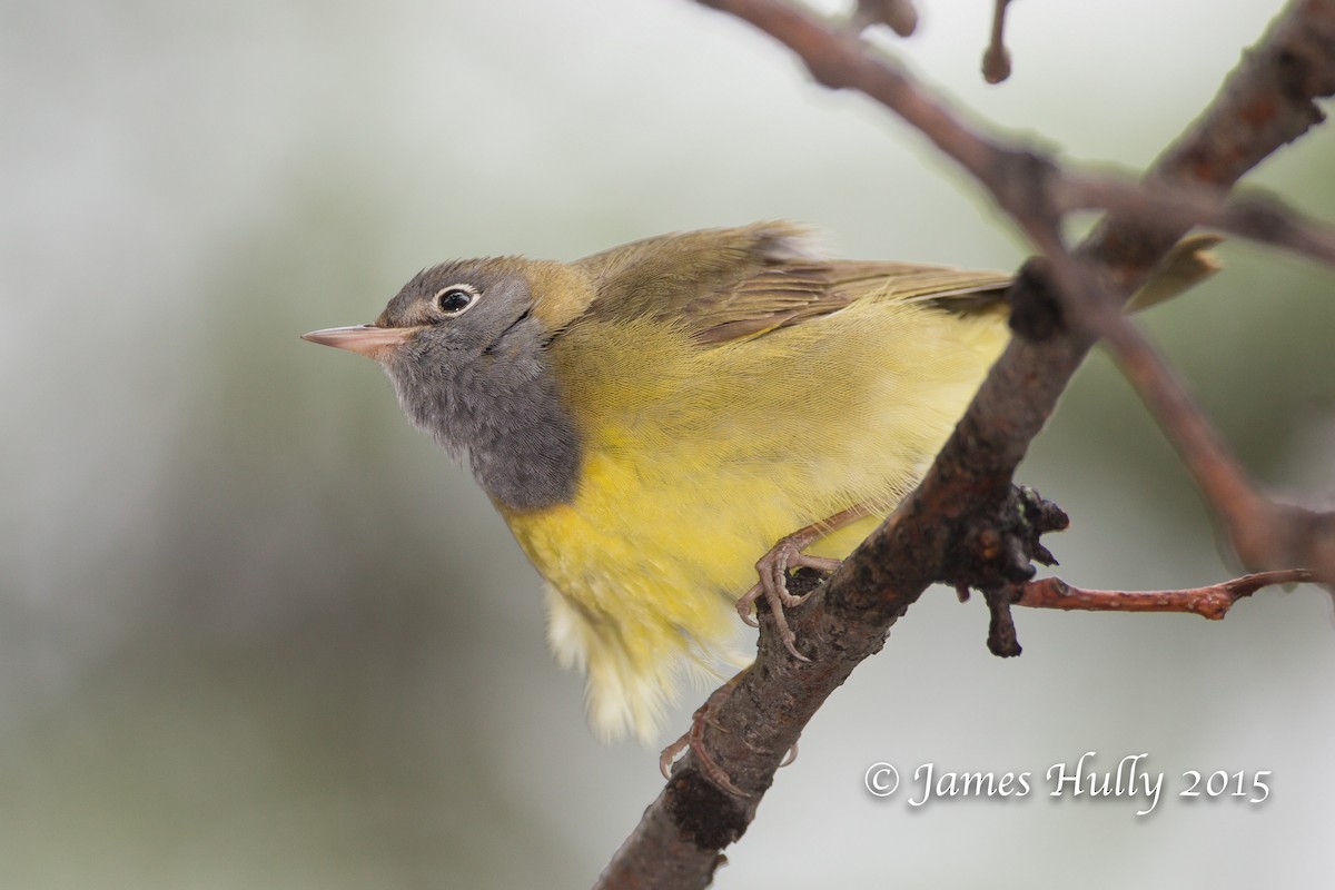 Connecticut Warbler - ML129640161