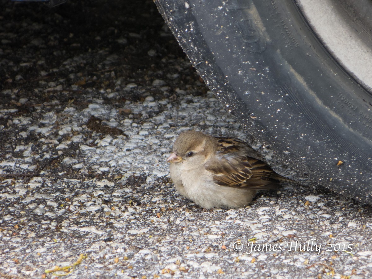 Moineau domestique - ML129640311