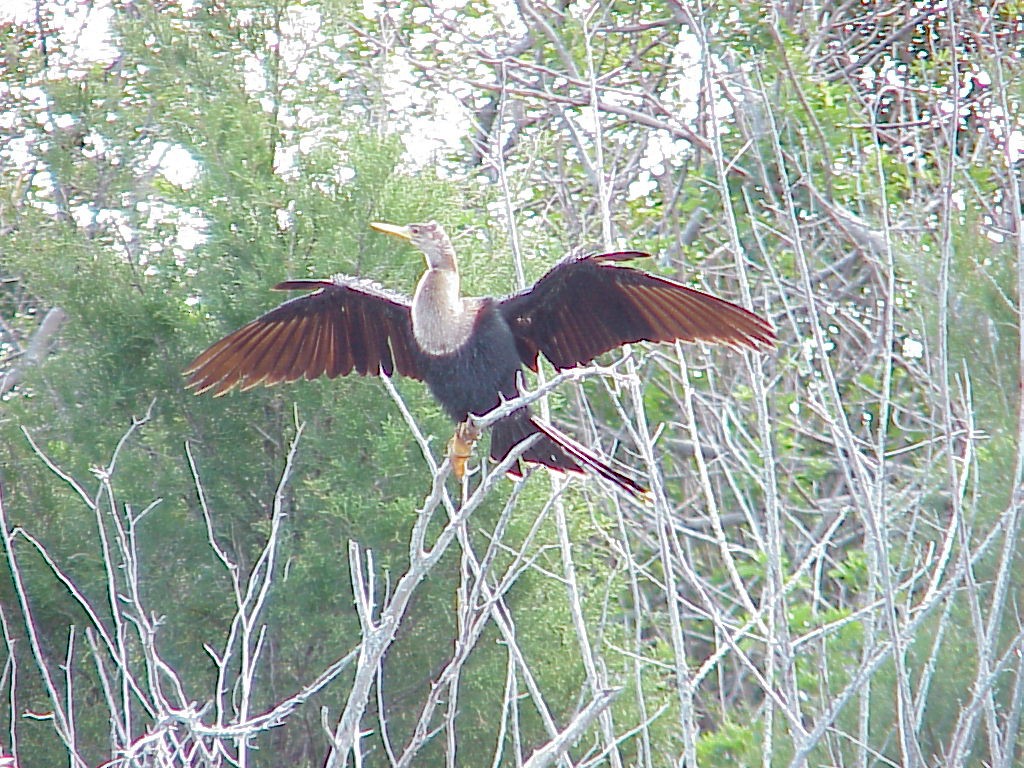 Anhinga - ML129640551