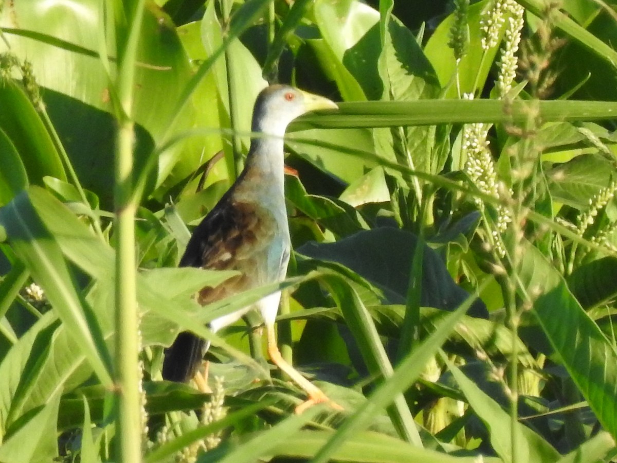 Azure Gallinule - Fabricio Candia