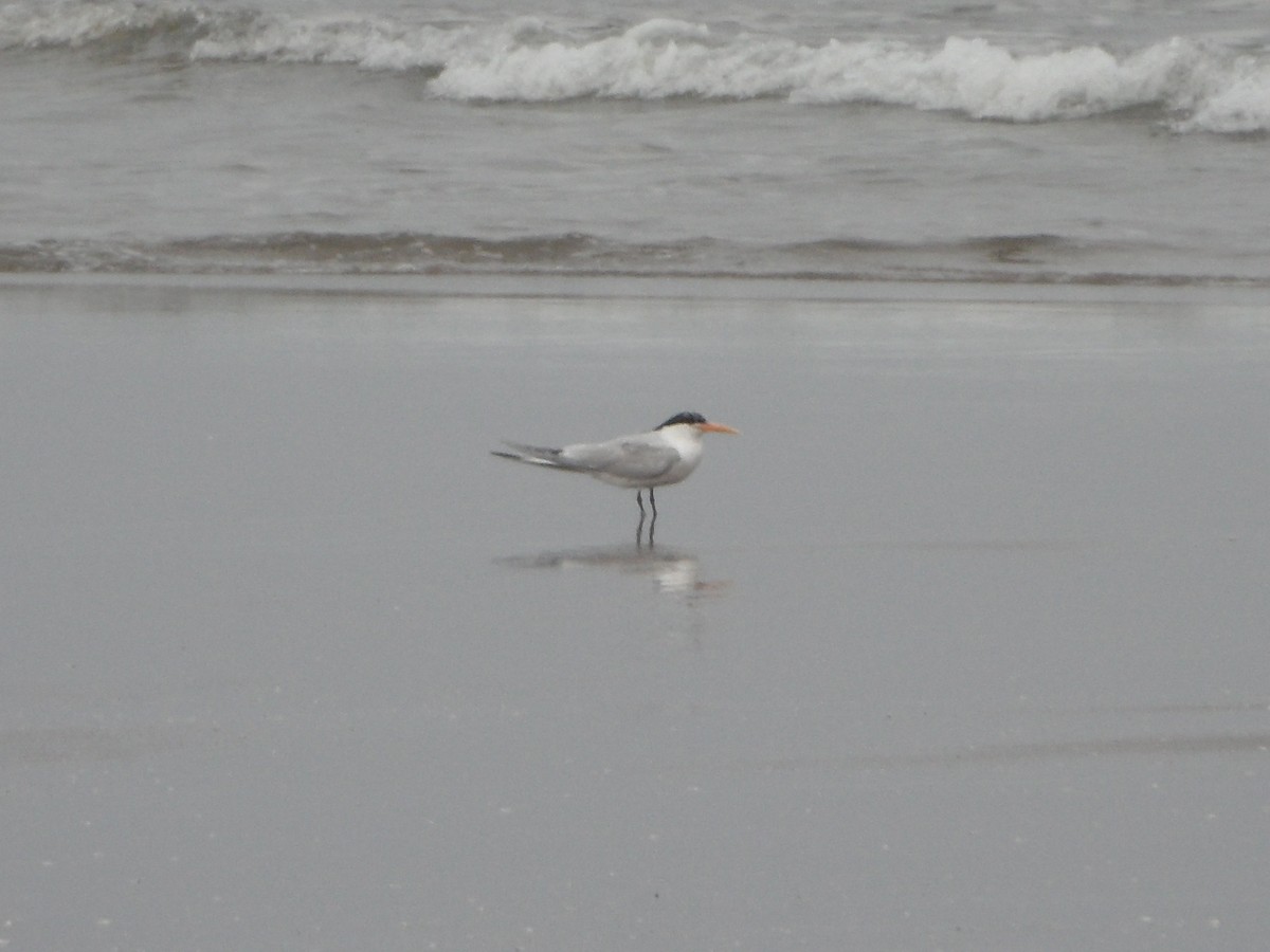 Elegant Tern - ML129640921