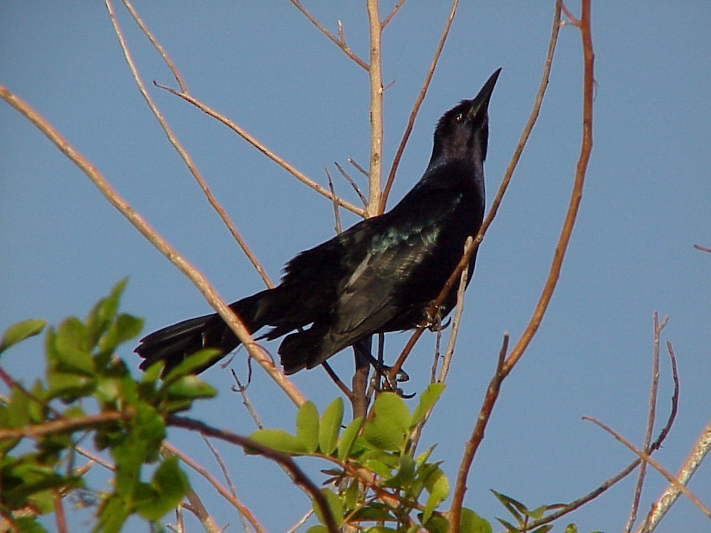 Boat-tailed Grackle - ML129641221
