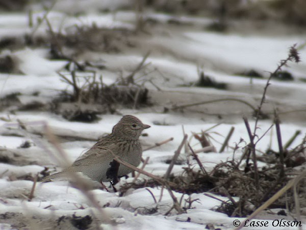 Mediterranean/Turkestan Short-toed Lark - ML129642361