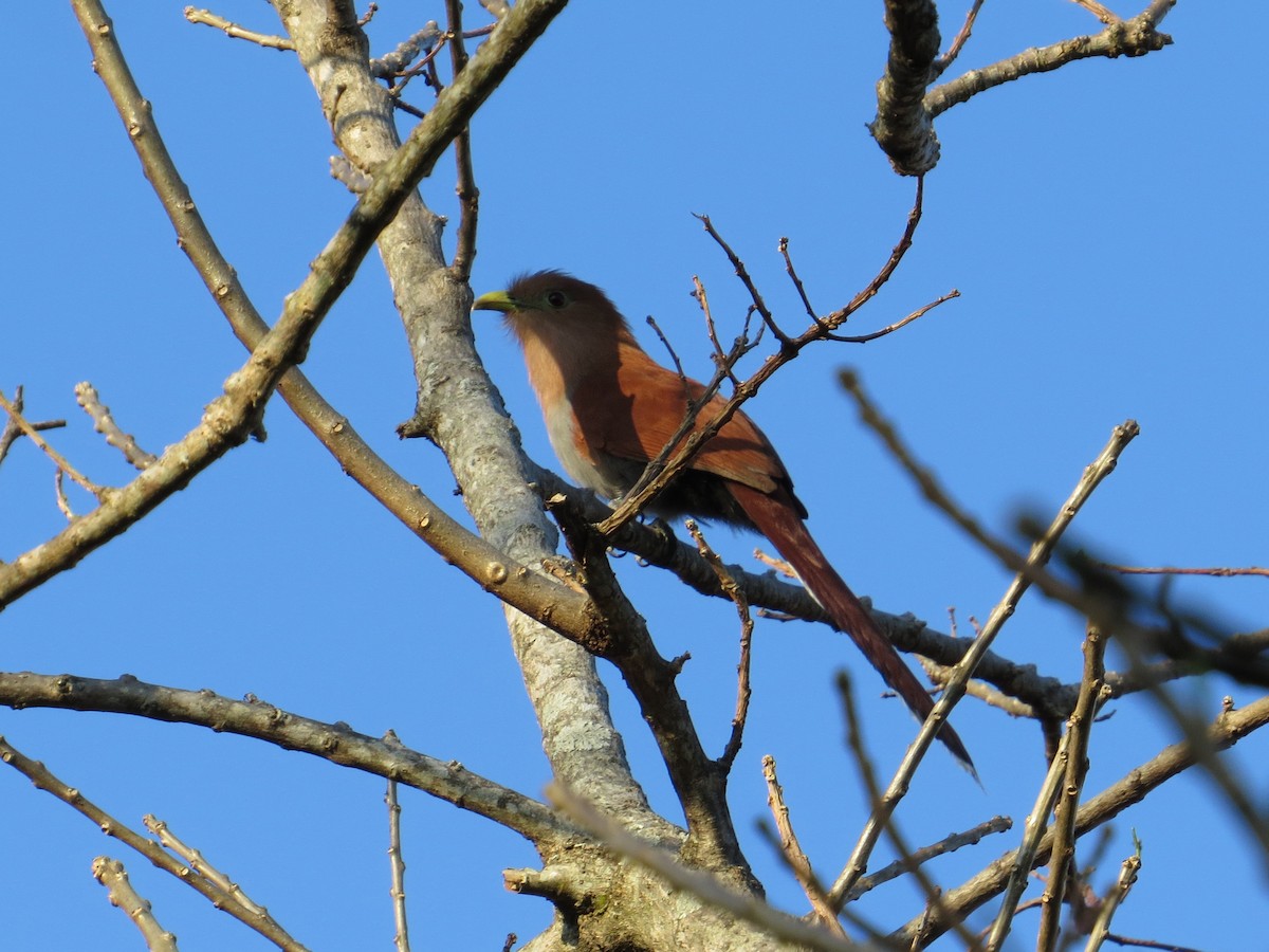 Squirrel Cuckoo - ML129643801