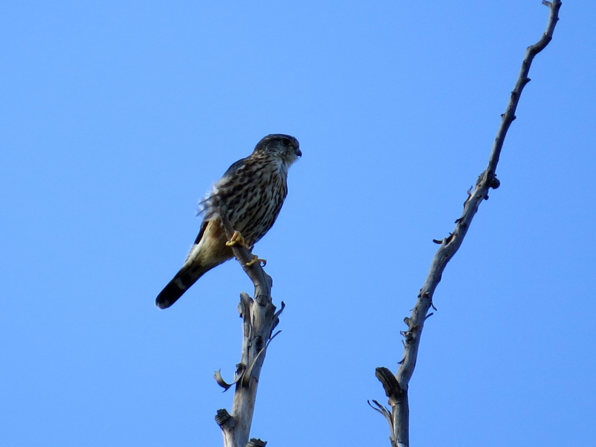 Merlin - ML129643821