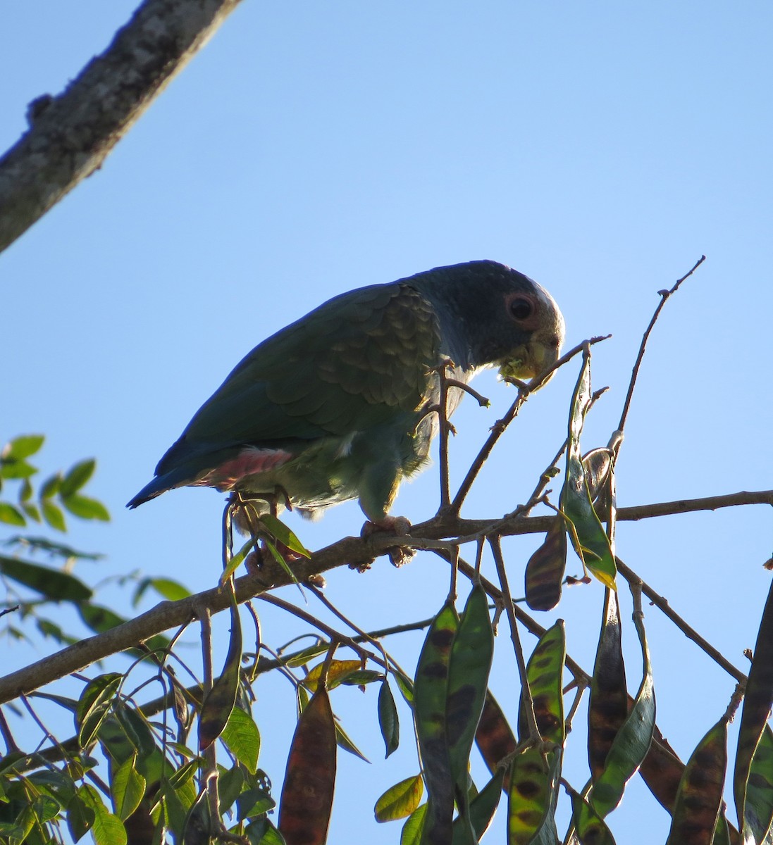 White-crowned Parrot - ML129643831