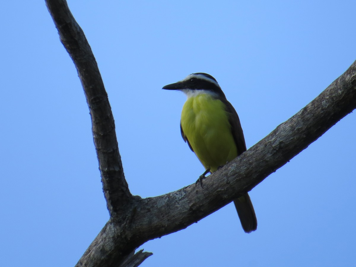 Great Kiskadee - ML129643841