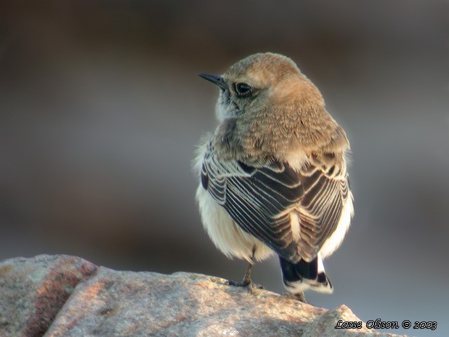 Pied Wheatear - ML129643961