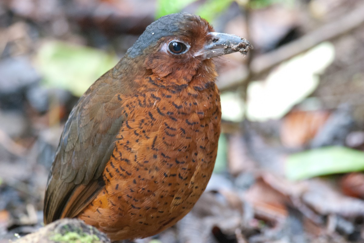 Giant Antpitta - ML129644271