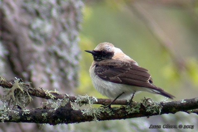 Western/Eastern Black-eared Wheatear - ML129644471