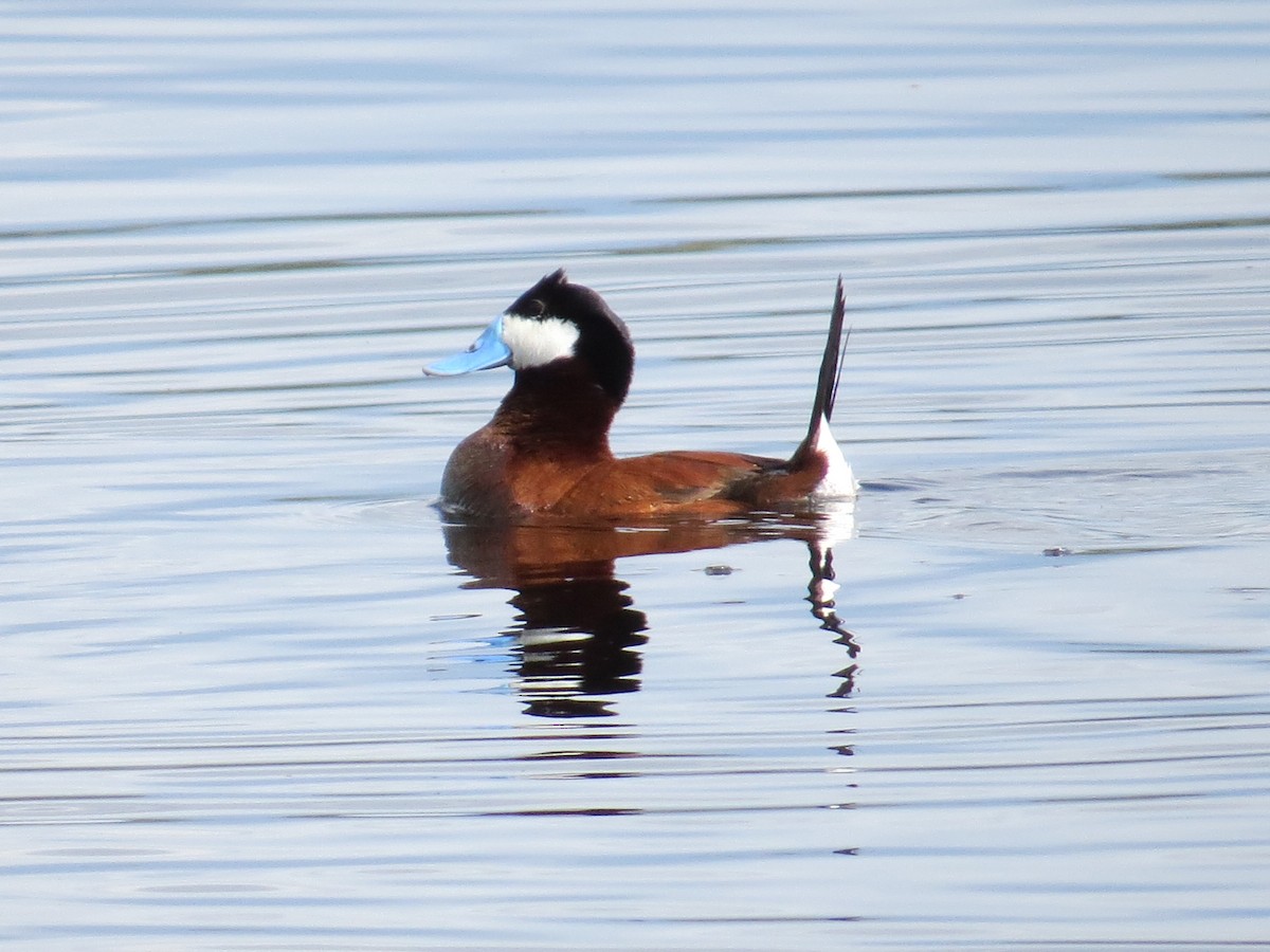 Ruddy Duck - ML129645671