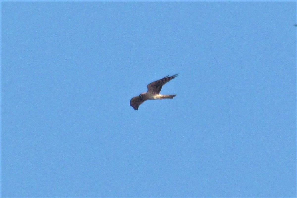 Montagu's Harrier - ML129645711