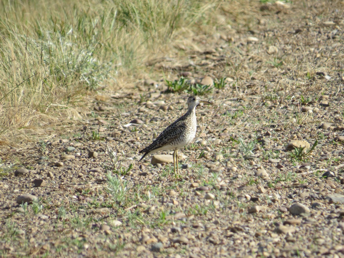 Upland Sandpiper - ML129645981