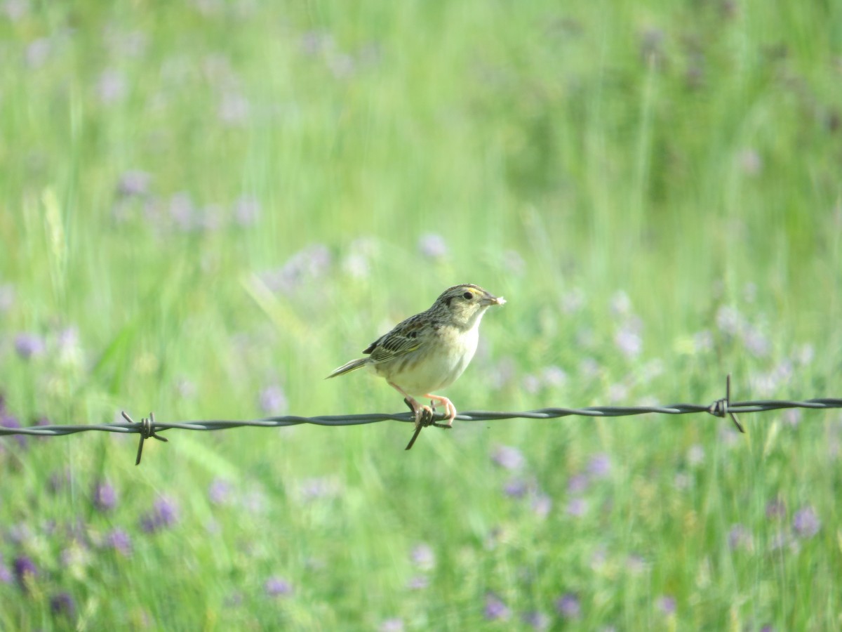 Grasshopper Sparrow - ML129646001