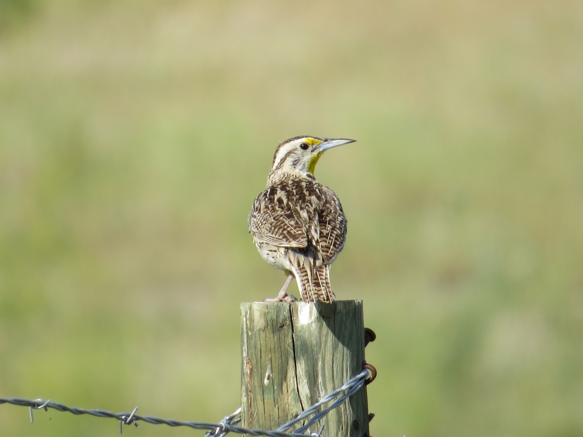 Western Meadowlark - ML129646021