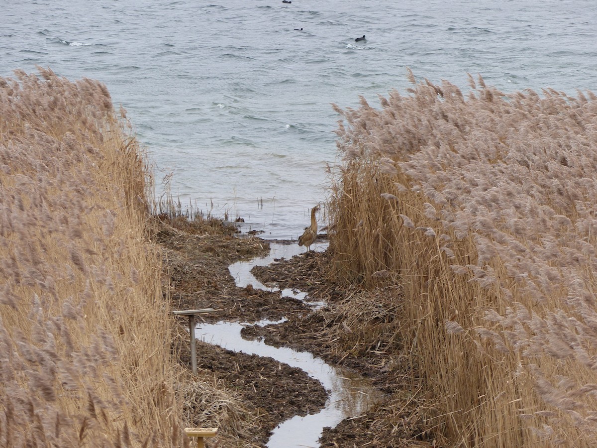 Eurasian Bittern - ML129646761