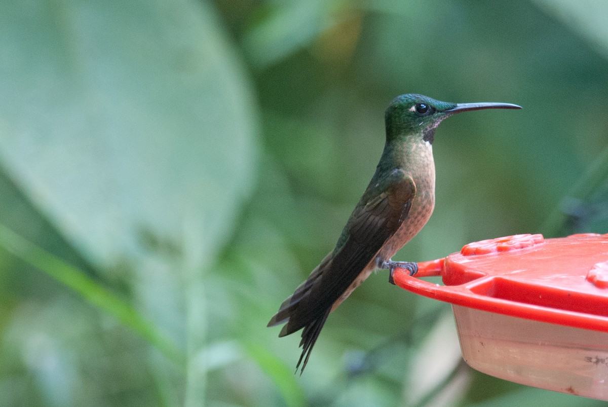 Fawn-breasted Brilliant - ML129647041