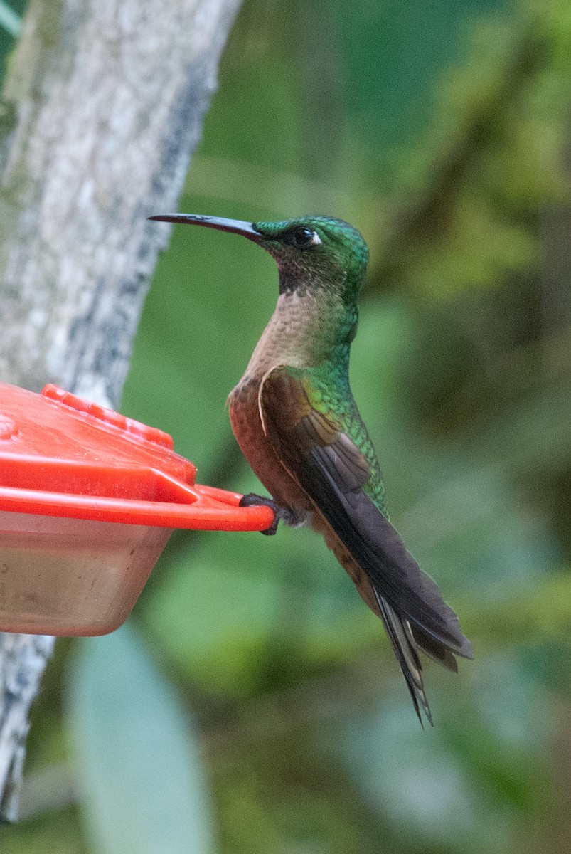 Fawn-breasted Brilliant - ML129647051