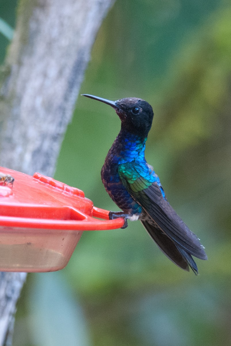 Velvet-purple Coronet - ML129647081