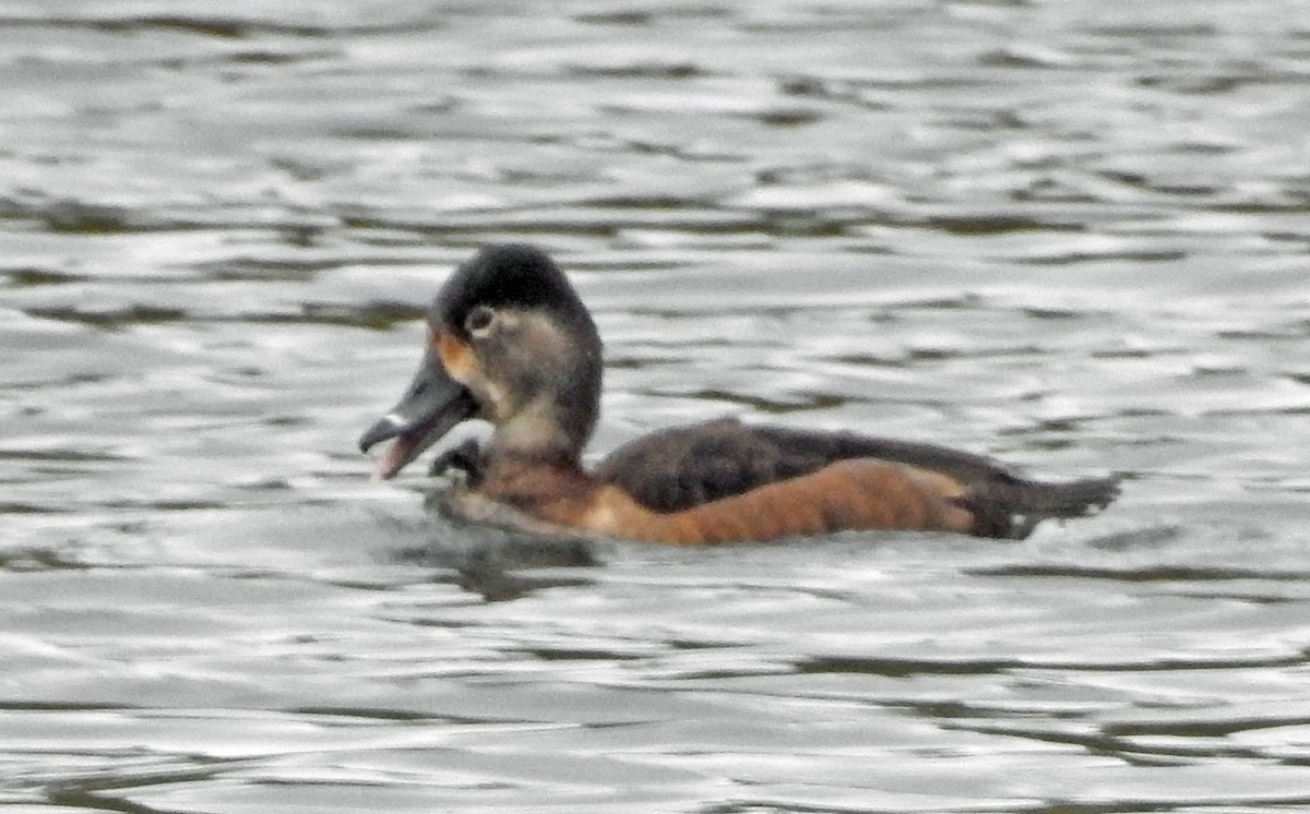 Ring-necked Duck - Jim Scott