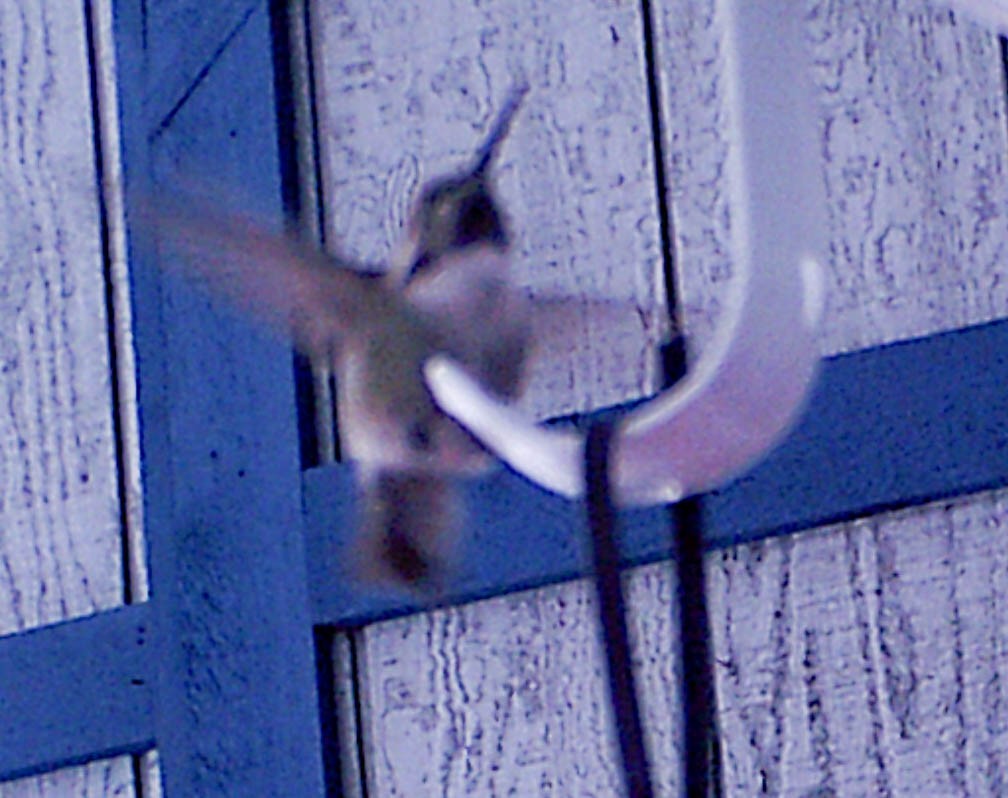 Costa's Hummingbird - ML129647101