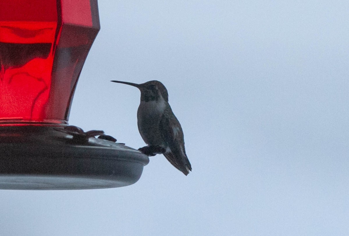 Costa's Hummingbird - ML129647141