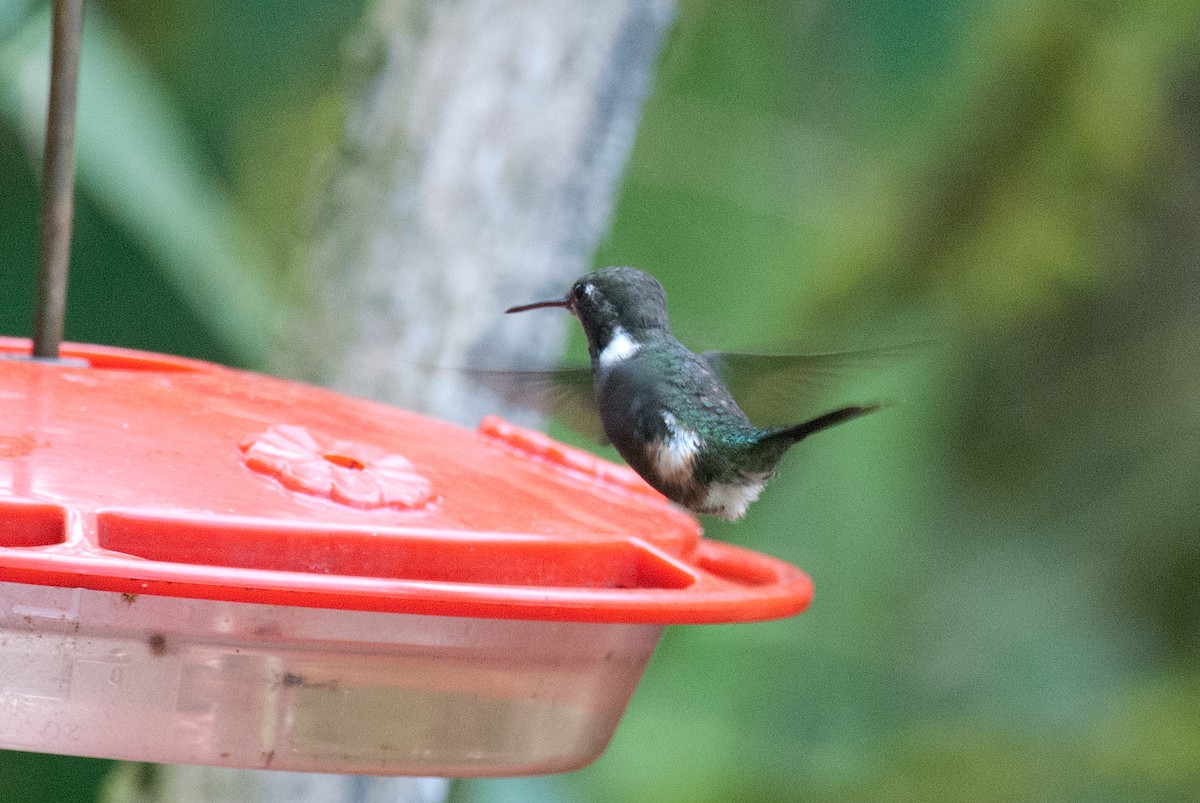 Purple-throated Woodstar - ML129647221