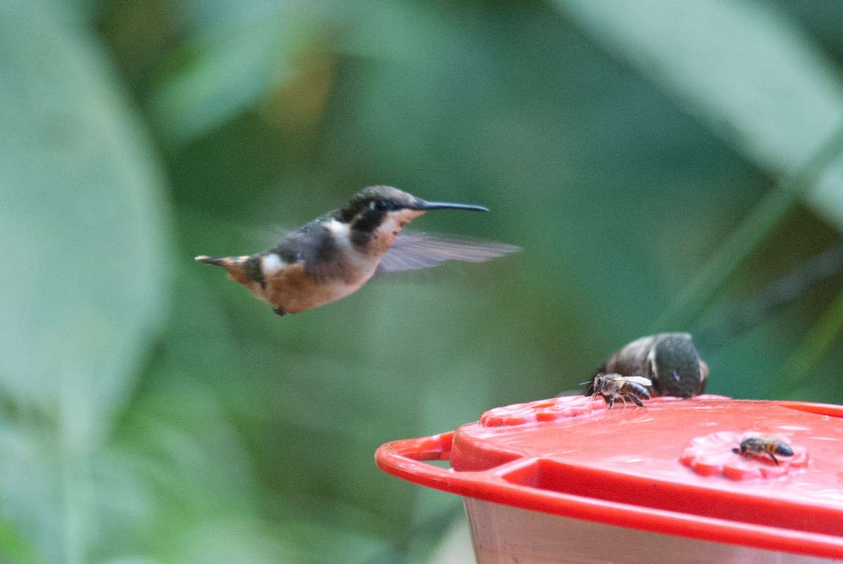 Purple-throated Woodstar - ML129647351