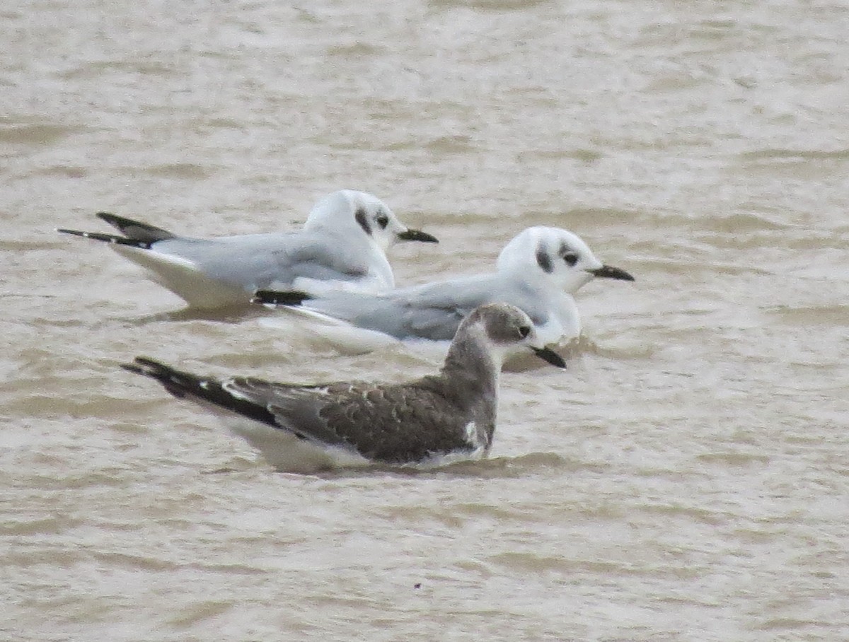 Sabine's Gull - Ted Ossege