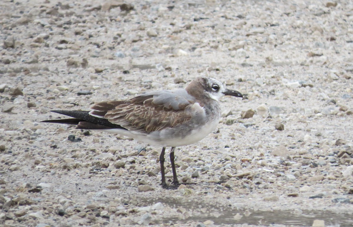 Laughing Gull - Ted Ossege
