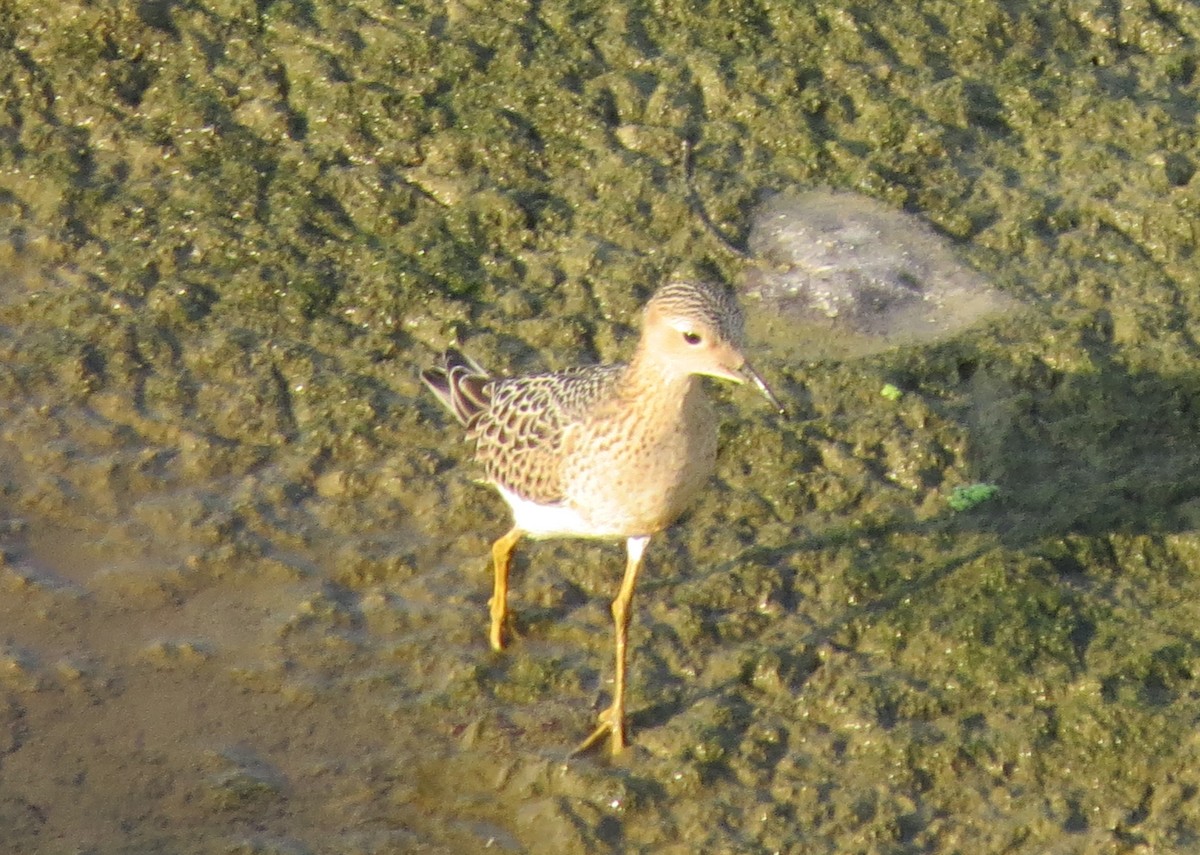 Buff-breasted Sandpiper - ML129647941