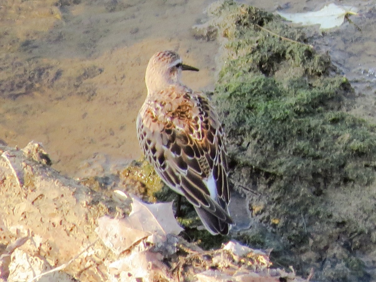 White-rumped Sandpiper - ML129647961