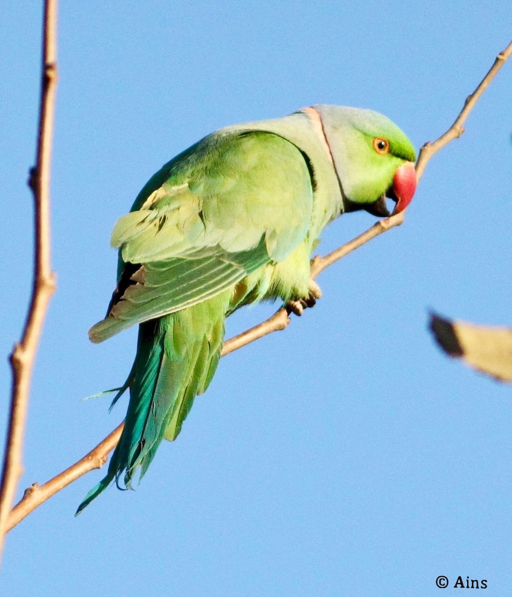 Rose-ringed Parakeet - ML129648741