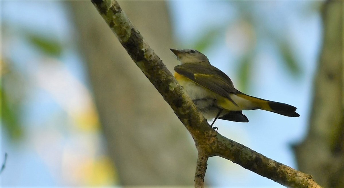 American Redstart - ML129652541