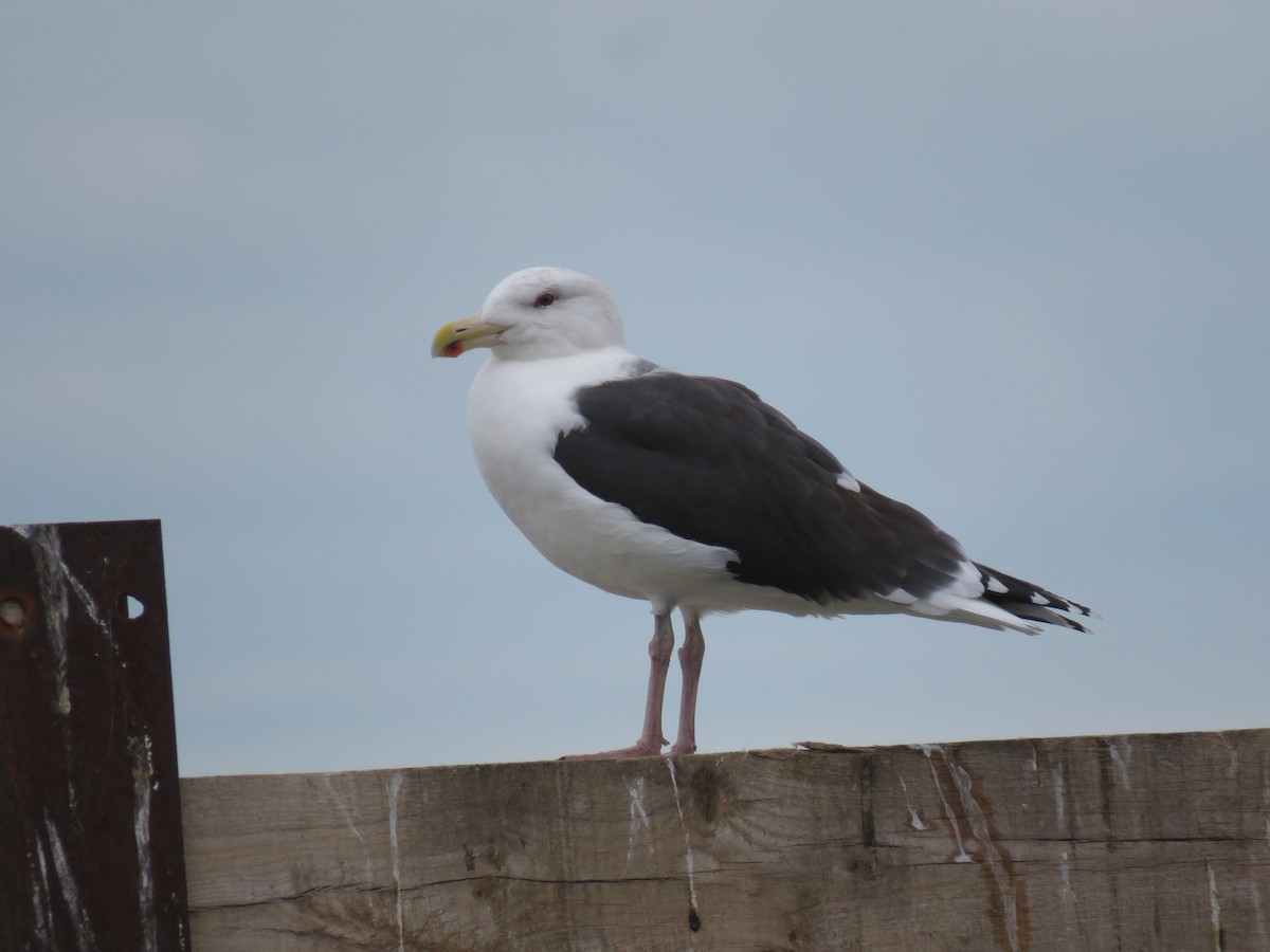 svartbak - ML129655681