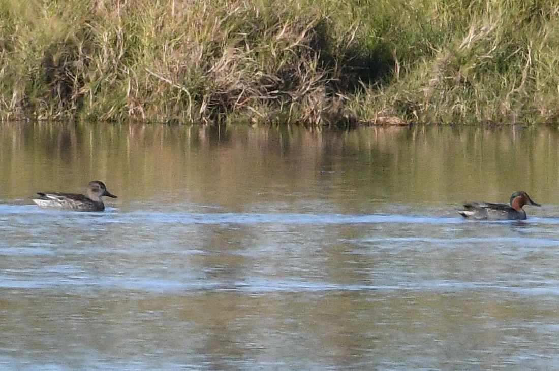 Green-winged Teal - ML129655801